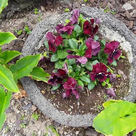 Maria's Haven Little House * Santo Antonio (Sao Miguel)