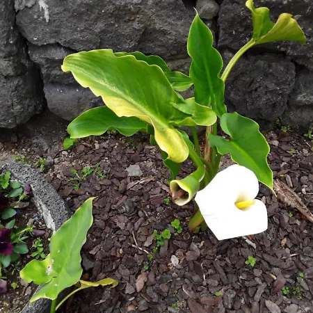 Maria's Haven Little House Santo Antonio (Sao Miguel)